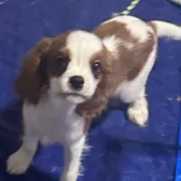 AKC Loki (Gray collar), a male Cavalier King Charles Spaniel for sale in Vacaville, CA – Photo 4 of 7