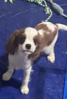 AKC Grey Boy, a male Cavalier King Charles Spaniel for sale in Vacaville, CA – Photo 3 of 6