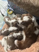 AKC Grey Boy, a male Cavalier King Charles Spaniel for sale in Vacaville, CA – Photo 6 of 6