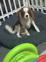 AKC Loki (Gray collar), a male Cavalier King Charles Spaniel for sale in Vacaville, CA – Photo 5 of 8