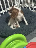 AKC Loki (Gray collar), a male Cavalier King Charles Spaniel for sale in Vacaville, CA – Photo 4 of 8