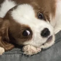 AKC Loki (Gray collar), a male Cavalier King Charles Spaniel for sale in Vacaville, CA – Photo 6 of 7