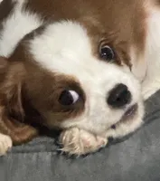 AKC Grey Boy, a male Cavalier King Charles Spaniel for sale in Vacaville, CA – Photo 4 of 6