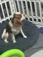 AKC Loki (Gray collar), a male Cavalier King Charles Spaniel for sale in Vacaville, CA – Photo 3 of 8