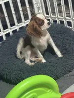 AKC Loki (Gray collar), a male Cavalier King Charles Spaniel for sale in Vacaville, CA – Photo 2 of 8