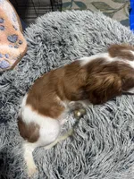 AKC Orange Boy (full registration available ), a male Cavalier King Charles Spaniel for sale in Vacaville, CA – Photo 5 of 5