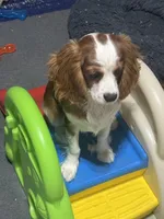 AKC Archie (orange collar), a male Cavalier King Charles Spaniel for sale in Vacaville, CA – Photo 3 of 5