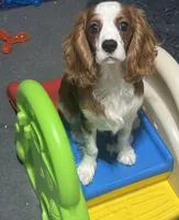 AKC Archie (orange collar), a male Cavalier King Charles Spaniel for sale in Vacaville, CA – Photo 1 of 5