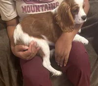 AKC Archie (orange collar), a male Cavalier King Charles Spaniel for sale in Vacaville, CA – Photo 3 of 5