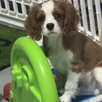 AKC Orange Boy (full registration available ), a male Cavalier King Charles Spaniel for sale in Vacaville, CA – Photo 3 of 5