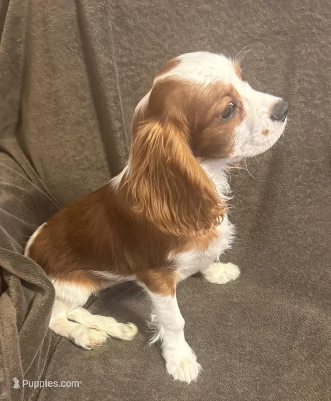 AKC Archie (orange collar) – Cavalier King Charles Spaniel puppy for sale in Vacaville, CA