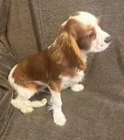 AKC Archie (orange collar), a male Cavalier King Charles Spaniel for sale in Vacaville, CA – Photo 5 of 5