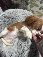 AKC Orange Boy (full registration available ), a male Cavalier King Charles Spaniel for sale in Vacaville, CA – Photo 4 of 5
