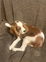 AKC Archie (orange collar), a male Cavalier King Charles Spaniel for sale in Vacaville, CA – Photo 2 of 5