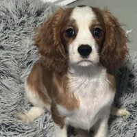 AKC Orange Boy (full registration available ), a male Cavalier King Charles Spaniel for sale in Vacaville, CA – Photo 1 of 5