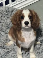 AKC Orange Boy, a male Cavalier King Charles Spaniel for sale in Vacaville, CA – Photo 1 of 5