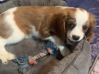 processed/ab82a171-6ce5-4390-a994-d70cef7e0c13/listing/e868a33a-147e-4b2b-ac49-3cc6d2b8c611/95857046-d82d-469d-b6a2-37b9ba3d0ce4