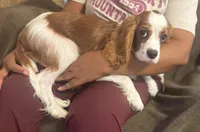 AKC Archie (orange collar), a male Cavalier King Charles Spaniel for sale in Vacaville, CA – Photo 4 of 5