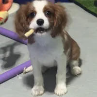 AKC Orange Boy (full registration available ), a male Cavalier King Charles Spaniel for sale in Vacaville, CA – Photo 2 of 5