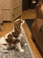 processed/ab82a171-6ce5-4390-a994-d70cef7e0c13/listing/e868a33a-147e-4b2b-ac49-3cc6d2b8c611/c0c85412-d2af-4500-bf07-d96e6d8a971f