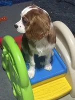 AKC Archie (orange collar), a male Cavalier King Charles Spaniel for sale in Vacaville, CA – Photo 2 of 5