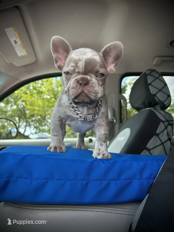 Tiny girl , a female French Bulldog for sale in North Fort Myers, FL – 1 of 7