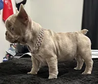Tiny girl , a female French Bulldog for sale in North Fort Myers, FL – 2 of 7