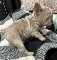 Tiny girl , a female French Bulldog for sale in North Fort Myers, FL – 3 of 7