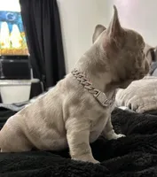 Tiny girl , a female French Bulldog for sale in North Fort Myers, FL – 6 of 7