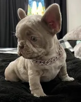 Tiny girl , a female French Bulldog for sale in North Fort Myers, FL – 4 of 7