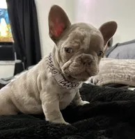 Tiny girl , a female French Bulldog for sale in North Fort Myers, FL – 5 of 7