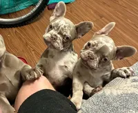Lizzie , a female French Bulldog for sale in North Fort Myers, FL – 8 of 9