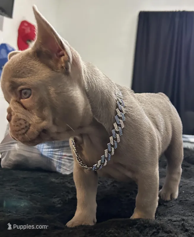 Louie – French Bulldog puppy for sale in North Fort Myers, FL