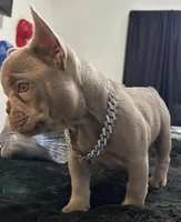 Louie, a male French Bulldog for sale in North Fort Myers, FL – 1 of 4