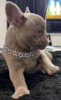 Louie, a male French Bulldog for sale in North Fort Myers, FL – 2 of 4