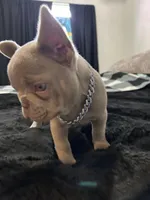Louie, a male French Bulldog for sale in North Fort Myers, FL – 3 of 4