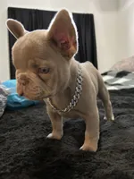 Louie, a male French Bulldog for sale in North Fort Myers, FL – 4 of 4