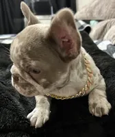 Lizzie , a female French Bulldog for sale in North Fort Myers, FL – 6 of 7