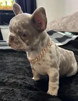 Lizzie , a female French Bulldog for sale in North Fort Myers, FL – 3 of 7