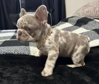 Lizzie , a female French Bulldog for sale in North Fort Myers, FL – 7 of 7