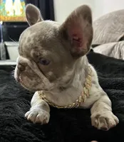 Lizzie , a female French Bulldog for sale in North Fort Myers, FL – 5 of 7