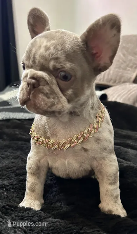 Lizzie  – French Bulldog puppy for sale in North Fort Myers, FL