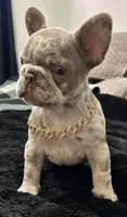 Lizzie , a female French Bulldog for sale in North Fort Myers, FL – 1 of 7