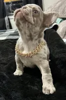 Lizzie , a female French Bulldog for sale in North Fort Myers, FL – 4 of 7