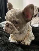Lizzie , a female French Bulldog for sale in North Fort Myers, FL – 2 of 7