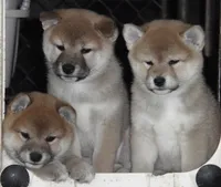 processed/ab83d45f-bfe3-4688-9f88-3e6f247de22b/facility/f7709c4d-1b01-44c4-a8ce-d5e84a027305