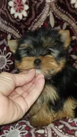Tinkerbell , a female Yorkshire Terrier for sale in Jamestown, TN – Photo 1 of 7