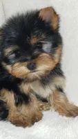 Tinkerbell , a female Yorkshire Terrier for sale in Jamestown, TN – Photo 3 of 7