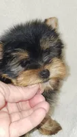 Tinkerbell , a female Yorkshire Terrier for sale in Jamestown, TN – Photo 7 of 7