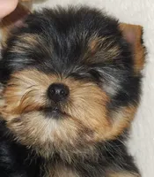 Tinkerbell , a female Yorkshire Terrier for sale in Jamestown, TN – Photo 4 of 7